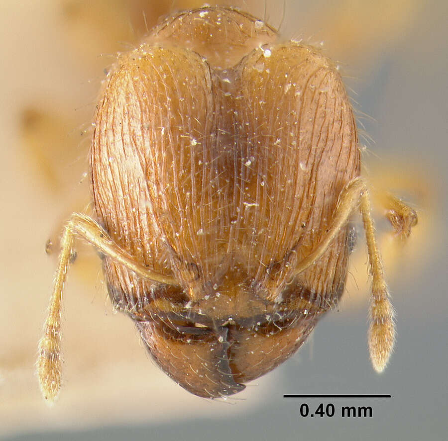 Image of Pheidole variabilis rugosula Forel 1902