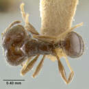 Image of Pheidole tragica Wheeler 1934