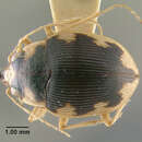 Image of <i>Omophron luzonicus</i>