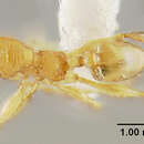 Image of Pheidole atua Wilson & Taylor 1967