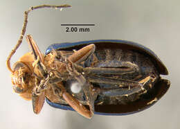 Imagem de <i>Cneorane femoralis</i>