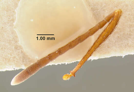 <i>Acromyrmex insinuator</i> resmi