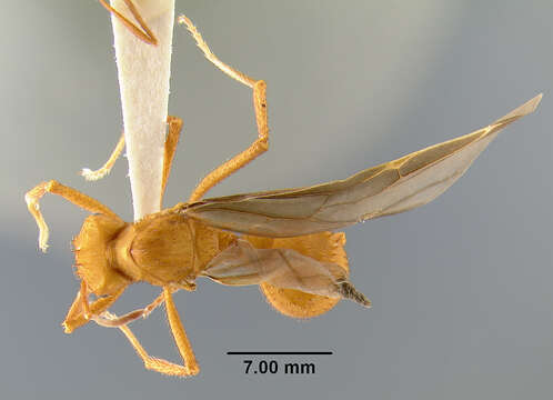 Image of <i>Acromyrmex insinuator</i>