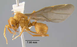 Image of <i>Acromyrmex insinuator</i>