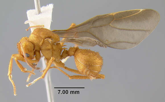 Image of <i>Acromyrmex insinuator</i>