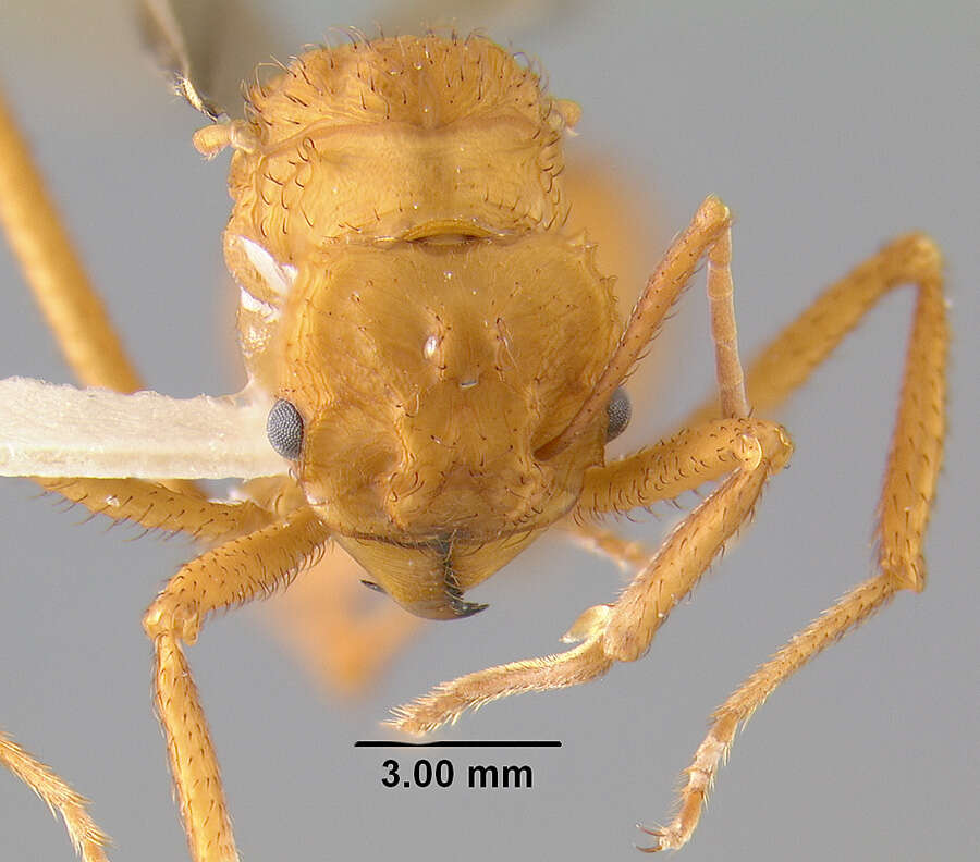 Image of <i>Acromyrmex insinuator</i>