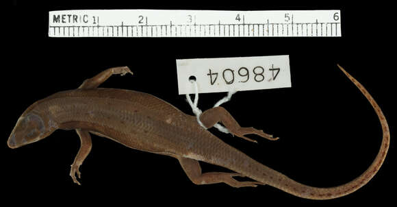 Image of Great Emo Skink