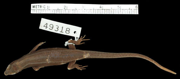 Image of Loveridge's EmoSkink