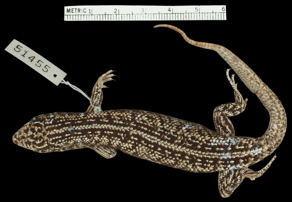 Image of Bull Skink