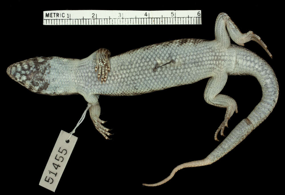 Image of Bull Skink