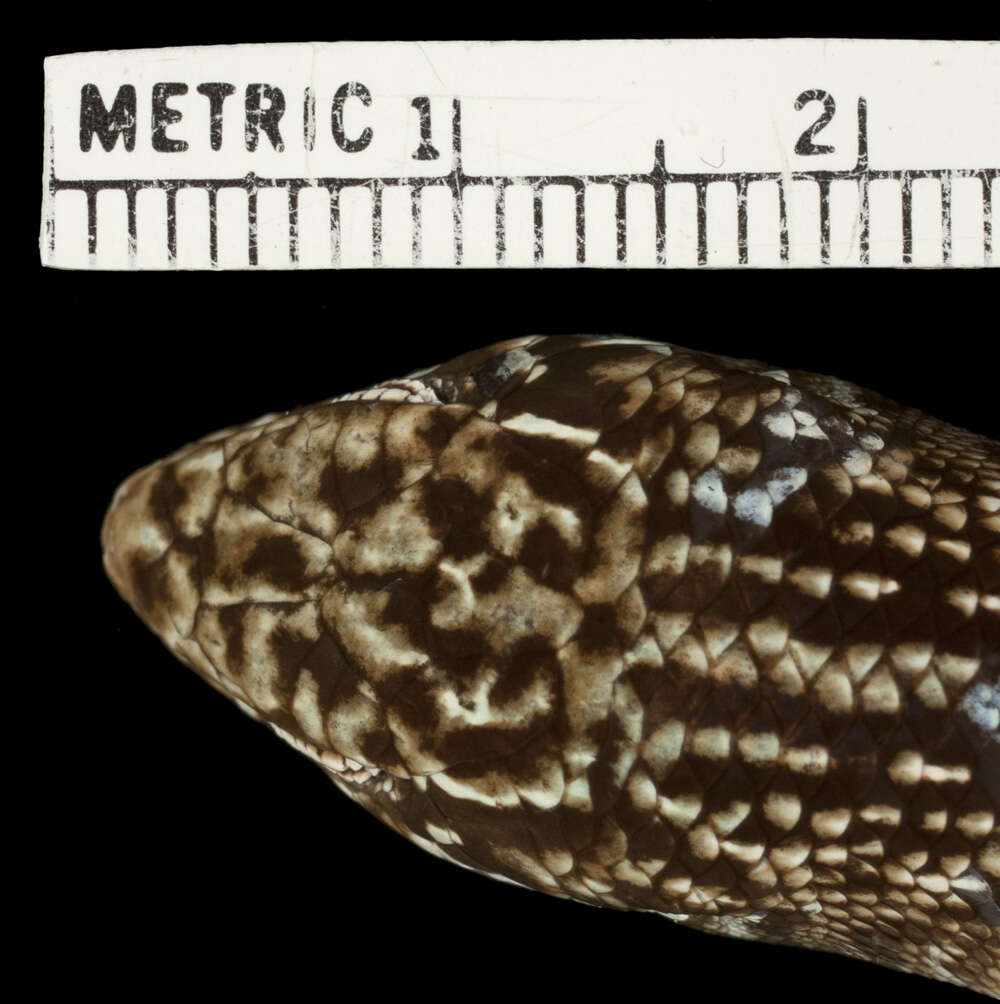 Image of Bull Skink