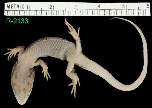 Image of White's Rock-skink