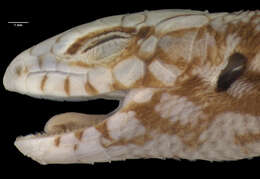 Image of White's Rock-skink