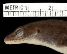 Image of Bronze Emo Skink