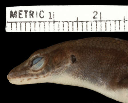 Image of Bronze Emo Skink