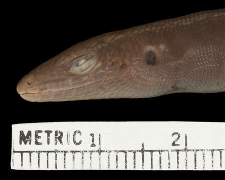 Image of Emo Skink