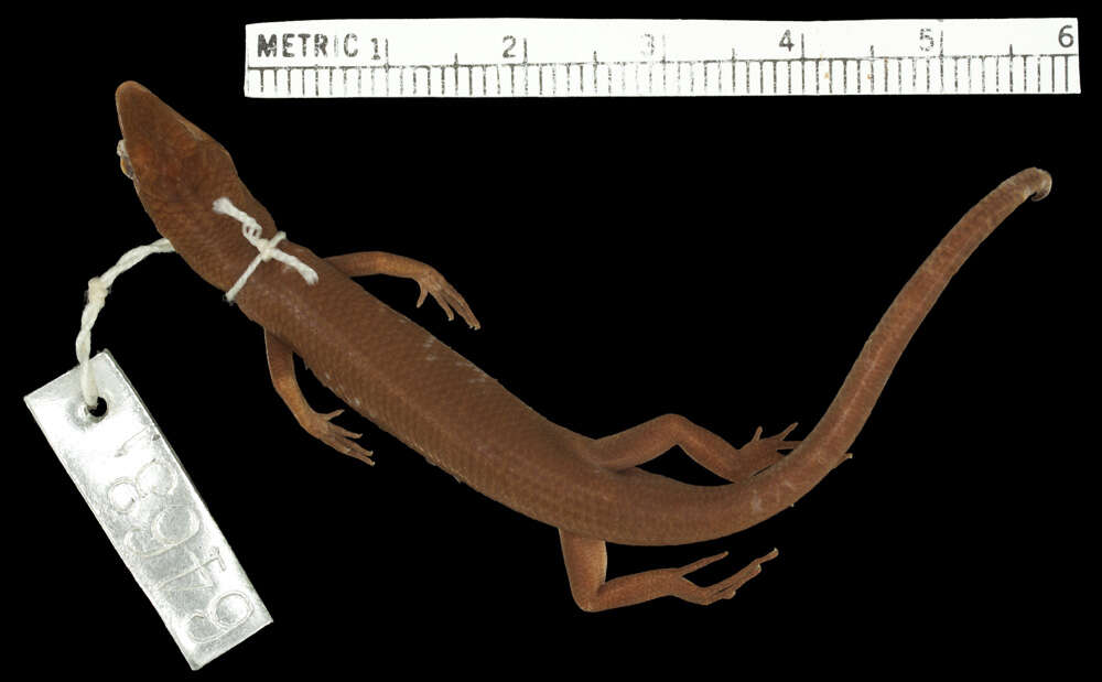 Image of Moth Skink