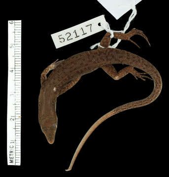 Image of Boettger's Emo Skink