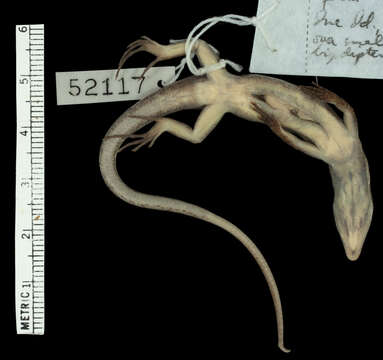 Image of Boettger's Emo Skink