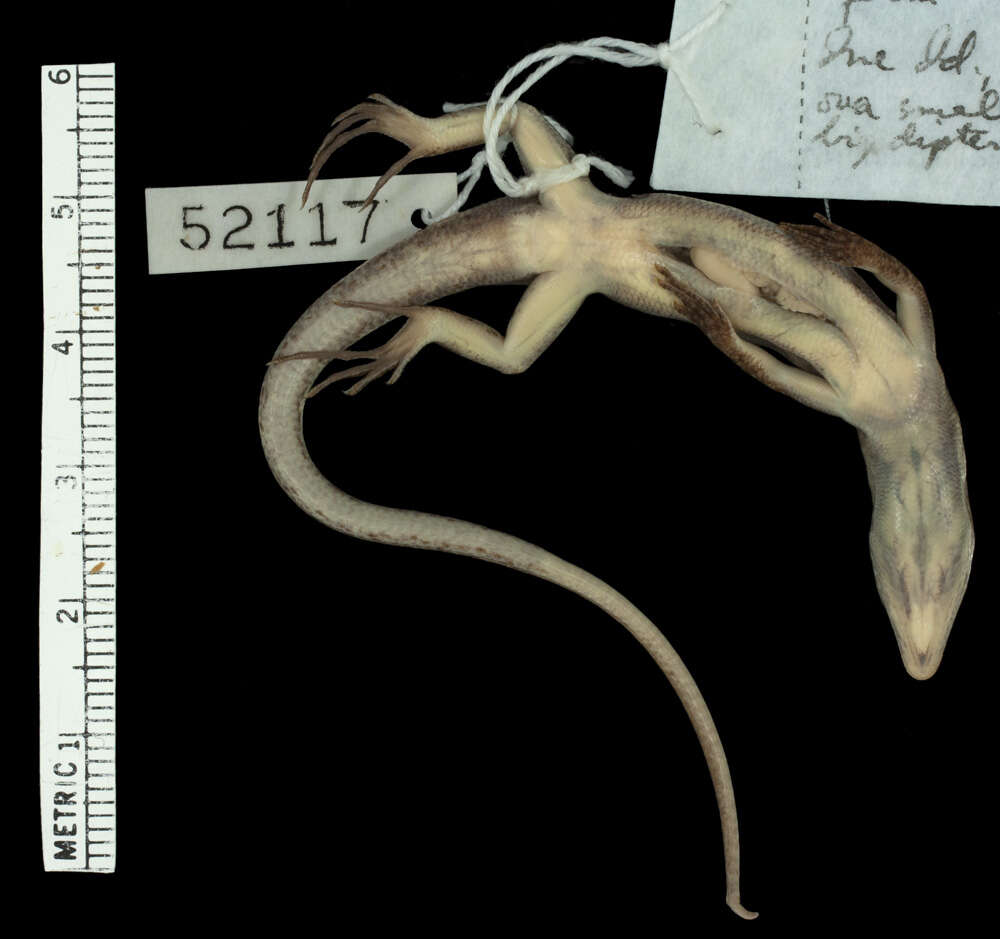 Image of Boettger's Emo Skink