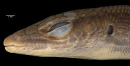 Image of Boettger's Emo Skink