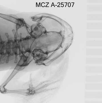 Image of Crossodactylodes Cochran 1938