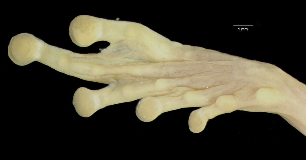 Image of <i>Polypedates dimbullae</i>