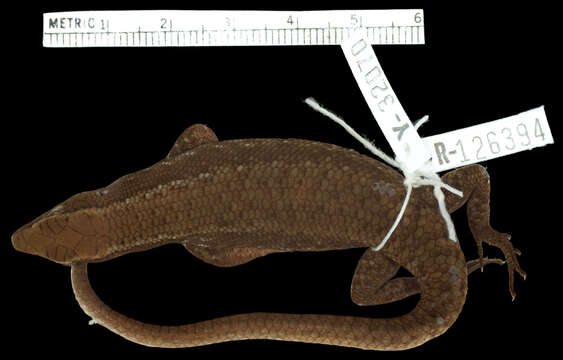 Image of Brongersma's Emo Skink