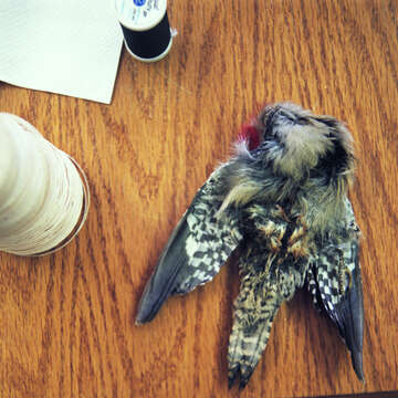 Image of Red-bellied Woodpecker