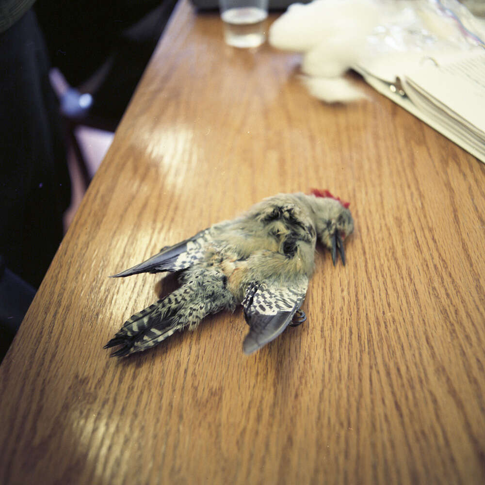 Image of Red-bellied Woodpecker