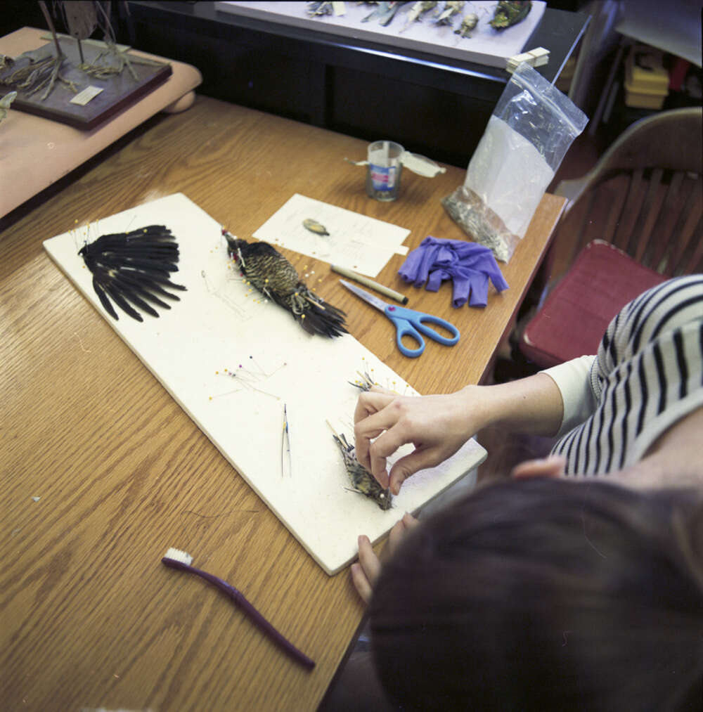 Image of Pine siskin