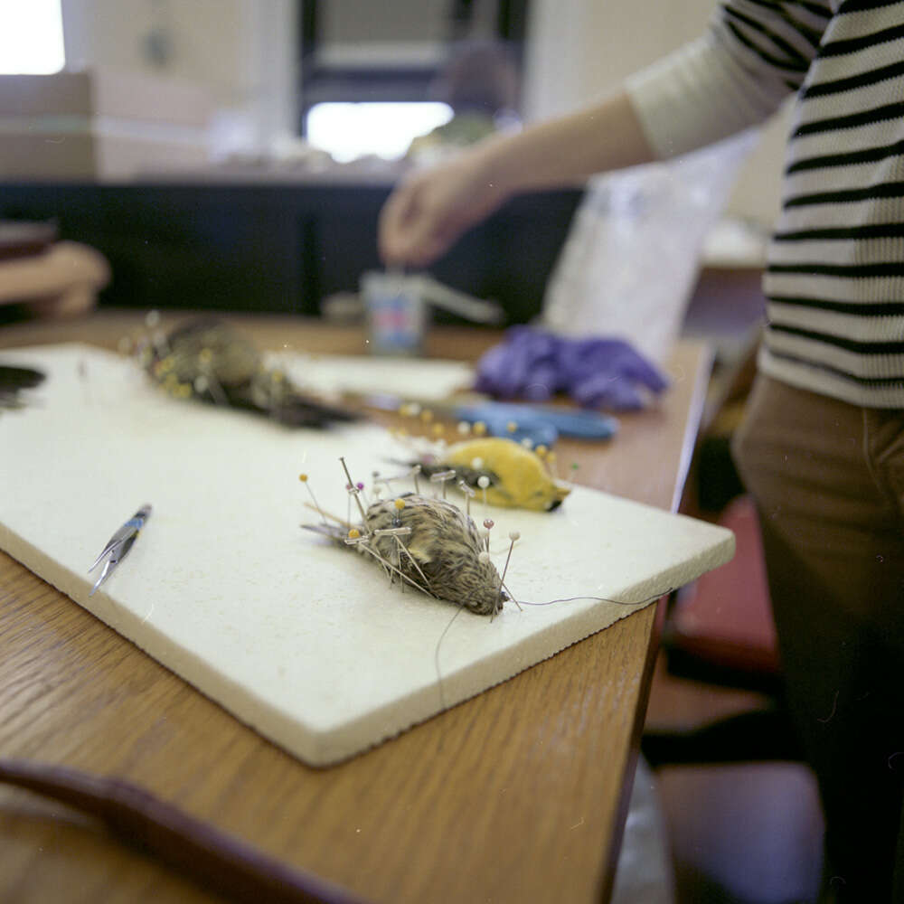 Image of Pine siskin