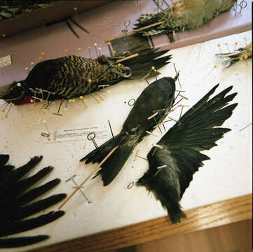 Image of Leach's Storm Petrel