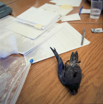 Image of Leach's Storm Petrel