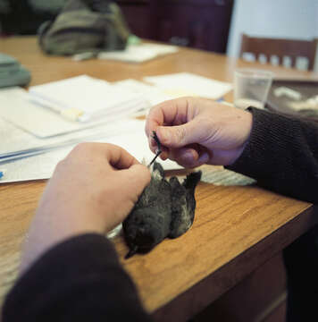 Image of Leach's Storm Petrel