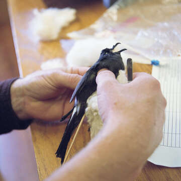 Image of Leach's Storm Petrel