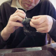 Image of Leach's Storm Petrel