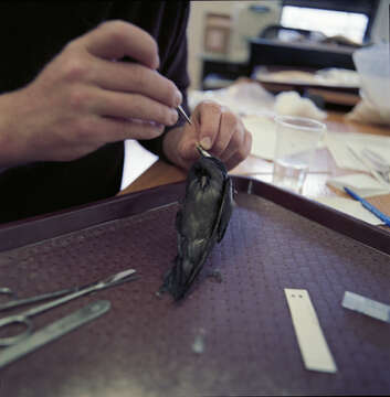 Image of Leach's Storm Petrel