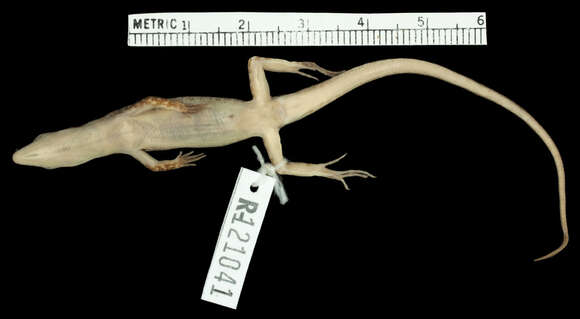 Image of Kiester's Emo Skink