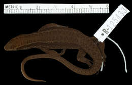 Image of Arboreal Emo Skink