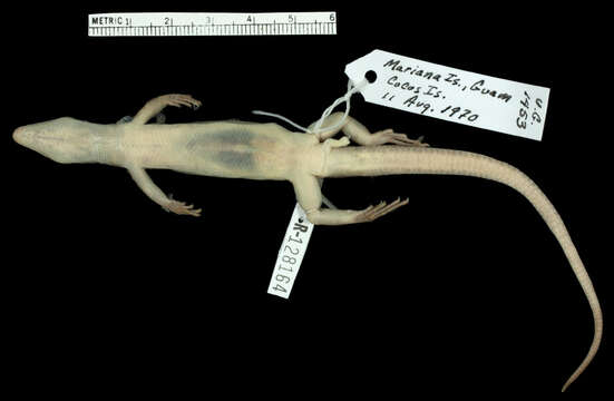 Image of Slevin's Emo Skink