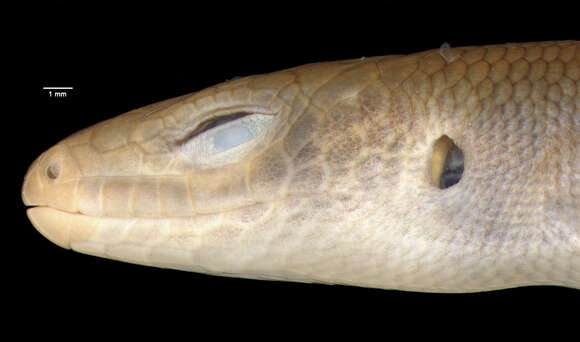 Image of Slevin's Emo Skink