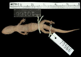 Image of Mocquard's Leaf-toed Gecko