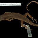 Image of Gibbons' Emo Skink