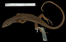 Image of Gibbons' Emo Skink