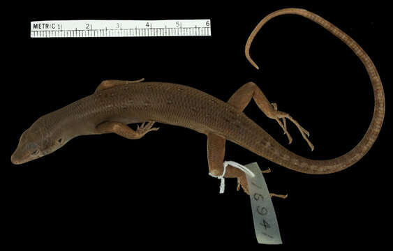 Image of Gibbons' Emo Skink