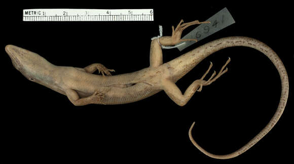 Image of Gibbons' Emo Skink