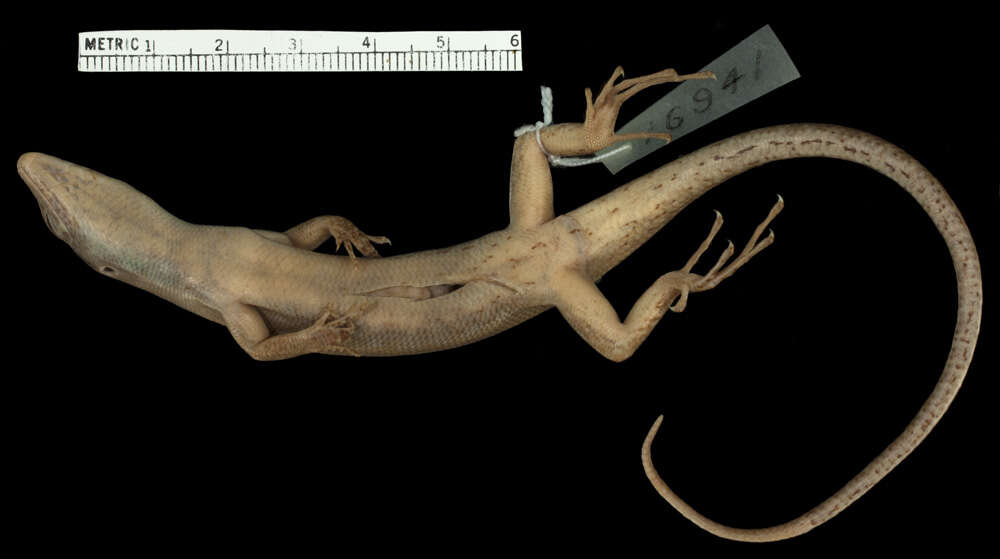 Image of Gibbons' Emo Skink