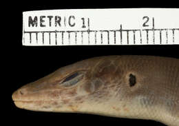 Image of Gibbons' Emo Skink