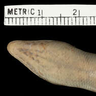 Image of Gibbons' Emo Skink